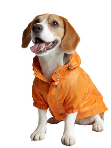 Stylish Beagle In Raincoat Vinyl Car Decal Sticker – Waterproof & UV-Resistant Stylish Beagle In Raincoat Vinyl Car Decal Sticker – Waterproof & UV-Resistant