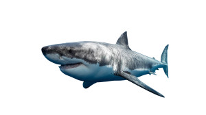 Great White Shark V12 Vinyl Car Decal Sticker – Waterproof & UV-Resistant 
