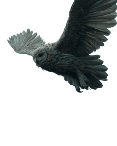 Ancient Owl Vinyl Car Decal Sticker – Waterproof & UV-Resistant 