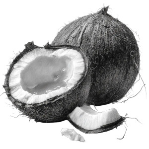 Realistic Coconut Sketch Vinyl Car Decal Sticker – Waterproof & UV-Resistant 