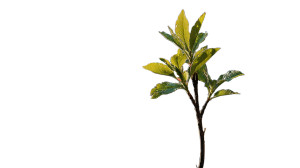 Young Tree Sprouting Vinyl Car Decal Sticker – Waterproof & UV-Resistant 