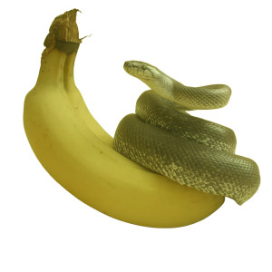 Banana Scale Snake Vinyl Car Decal Sticker – Waterproof & UV-Resistant Banana Scale Snake Vinyl Car Decal Sticker – Waterproof & UV-Resistant