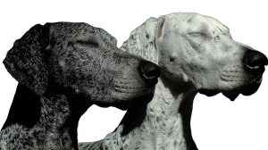 Joyful Canines Vinyl Car Decal Sticker – Waterproof & UV-Resistant 