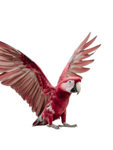 Beautiful Parrot Vinyl Car Decal Sticker – Waterproof & UV-Resistant Beautiful Parrot Vinyl Car Decal Sticker – Waterproof & UV-Resistant
