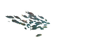 Deep Sea Life Vinyl Car Decal Sticker – Waterproof & UV-Resistant 