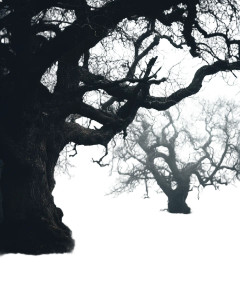 Misty Oak Tree Vinyl Car Decal Sticker – Waterproof & UV-Resistant 