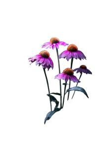 Echinacea Flowers Bloom Vinyl Car Decal Sticker – Waterproof & UV-Resistant Echinacea Flowers Bloom Vinyl Car Decal Sticker – Waterproof & UV-Resistant