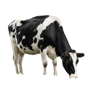 Holstein Cow Grazing V3 Vinyl Car Decal Sticker – Waterproof & UV-Resistant Holstein Cow Grazing V3 Vinyl Car Decal Sticker – Waterproof & UV-Resistant