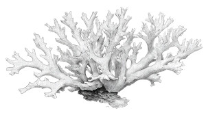 Staghorn Coral Drawing Vinyl Car Decal Sticker – Waterproof & UV-Resistant Staghorn Coral Drawing Vinyl Car Decal Sticker – Waterproof & UV-Resistant