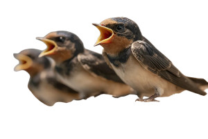 Singing Baby Swallows Vinyl Car Decal Sticker – Waterproof & UV-Resistant 