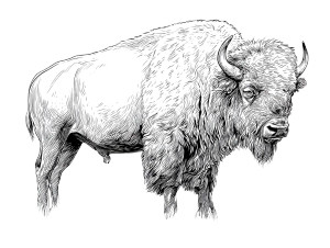 Blackline Bison Art Vinyl Car Decal Sticker – Waterproof & UV-Resistant 