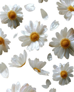 Pearlescent Chamomile Flowers Vinyl Car Decal Sticker – Waterproof & UV-Resistant 