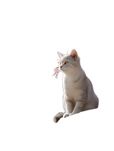 Elegant Cat On Roof Vinyl Car Decal Sticker – Waterproof & UV-Resistant 