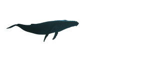 Whale Over City Vinyl Car Decal Sticker – Waterproof & UV-Resistant Whale Over City Vinyl Car Decal Sticker – Waterproof & UV-Resistant