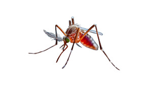 Artistic Mosquito Close-Up Vinyl Car Decal Sticker – Waterproof & UV-Resistant Artistic Mosquito Close-Up Vinyl Car Decal Sticker – Waterproof & UV-Resistant