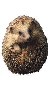 Colorful Defensive Hedgehog Vinyl Car Decal Sticker – Waterproof & UV-Resistant Colorful Defensive Hedgehog Vinyl Car Decal Sticker – Waterproof & UV-Resistant
