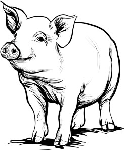 Cute Pig Coloring Vinyl Car Decal Sticker – Waterproof & UV-Resistant Cute Pig Coloring Vinyl Car Decal Sticker – Waterproof & UV-Resistant