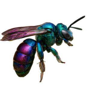 Orchid Bee Vinyl Car Decal Sticker – Waterproof & UV-Resistant 
