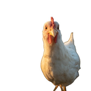 Surprised White Hen Vinyl Car Decal Sticker – Waterproof & UV-Resistant 