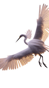 Graceful White Crane V2 Vinyl Car Decal Sticker – Waterproof & UV-Resistant 