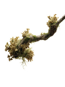 Mossy Fungus Branch Vinyl Car Decal Sticker – Waterproof & UV-Resistant 