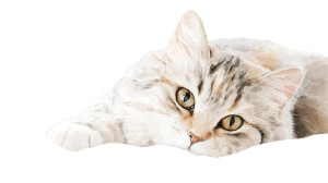 Reflective Pose Cat Vinyl Car Decal Sticker – Waterproof & UV-Resistant  Reflective Pose Cat Vinyl Car Decal Sticker – Waterproof & UV-Resistant