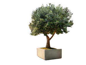 Olive Tree Terrace Vinyl Car Decal Sticker – Waterproof & UV-Resistant Olive Tree Terrace Vinyl Car Decal Sticker – Waterproof & UV-Resistant
