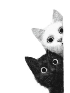 Confused Cats Peeking Vinyl Car Decal Sticker – Waterproof & UV-Resistant 