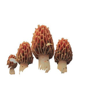Whimsical Morels Vinyl Car Decal Sticker – Waterproof & UV-Resistant Whimsical Morels Vinyl Car Decal Sticker – Waterproof & UV-Resistant