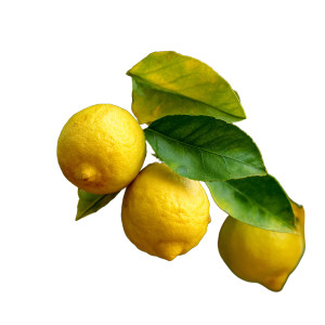 Lemon Tree Closeup Vinyl Car Decal Sticker – Waterproof & UV-Resistant Lemon Tree Closeup Vinyl Car Decal Sticker – Waterproof & UV-Resistant