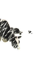 Grazing Holstein Cows Vinyl Car Decal Sticker – Waterproof & UV-Resistant Grazing Holstein Cows Vinyl Car Decal Sticker – Waterproof & UV-Resistant