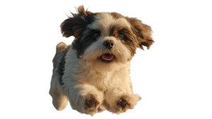 Flying Shih Tzu Vinyl Car Decal Sticker – Waterproof & UV-Resistant Flying Shih Tzu Vinyl Car Decal Sticker – Waterproof & UV-Resistant