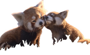 Red Panda Play Vinyl Car Decal Sticker – Waterproof & UV-Resistant 