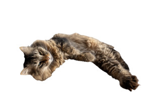 Relaxed Siberian Cat Vinyl Car Decal Sticker – Waterproof & UV-Resistant 