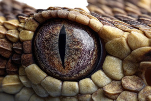 Snake'S Eye Macro Vinyl Car Decal Sticker – Waterproof & UV-Resistant 