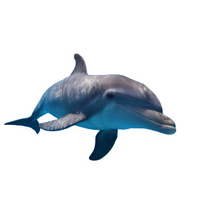 Cute Dolphin View Vinyl Car Decal Sticker – Waterproof & UV-Resistant Cute Dolphin View Vinyl Car Decal Sticker – Waterproof & UV-Resistant