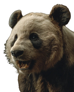 Angry Panda Tourists Vinyl Car Decal Sticker – Waterproof & UV-Resistant  Angry Panda Tourists Vinyl Car Decal Sticker – Waterproof & UV-Resistant