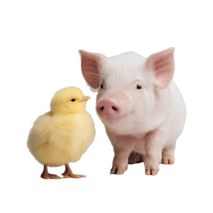 Pig And Chick Vinyl Car Decal Sticker – Waterproof & UV-Resistant 