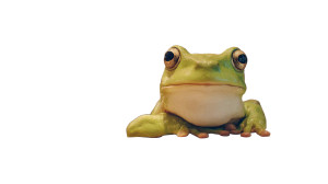 Frog At Desk Vinyl Car Decal Sticker – Waterproof & UV-Resistant 