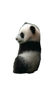 Cute Panda Cub Vinyl Car Decal Sticker – Waterproof & UV-Resistant Cute Panda Cub Vinyl Car Decal Sticker – Waterproof & UV-Resistant