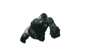 Silverback Gorilla Slam Vinyl Car Decal Sticker – Waterproof & UV-Resistant 