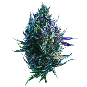 Cannabis Bud V5 Vinyl Car Decal Sticker – Waterproof & UV-Resistant 