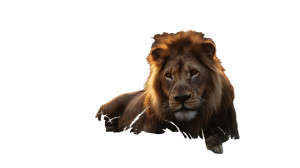 Majestic Sunset Lion V2 Vinyl Car Decal Sticker – Waterproof & UV-Resistant Majestic Sunset Lion V2 Vinyl Car Decal Sticker – Waterproof & UV-Resistant