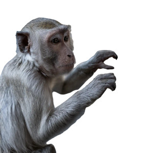 Monkey At Atm Vinyl Car Decal Sticker – Waterproof & UV-Resistant 