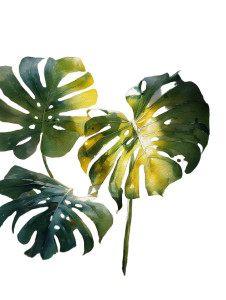 Monstera Leaves Vinyl Car Decal Sticker – Waterproof & UV-Resistant Monstera Leaves Vinyl Car Decal Sticker – Waterproof & UV-Resistant