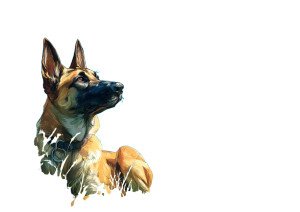 Belgian Malinois Vinyl Car Decal Sticker – Waterproof & UV-Resistant Belgian Malinois Vinyl Car Decal Sticker – Waterproof & UV-Resistant