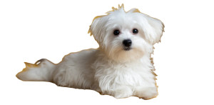 White Maltese Dog Vinyl Car Decal Sticker – Waterproof & UV-Resistant White Maltese Dog Vinyl Car Decal Sticker – Waterproof & UV-Resistant
