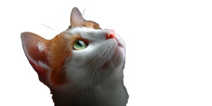 Adorable Cat Vinyl Car Decal Sticker – Waterproof & UV-Resistant Adorable Cat Vinyl Car Decal Sticker – Waterproof & UV-Resistant