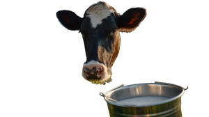 Dairy Cow Grazing Vinyl Car Decal Sticker – Waterproof & UV-Resistant Dairy Cow Grazing Vinyl Car Decal Sticker – Waterproof & UV-Resistant