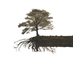 Solitary Tree Reflection Vinyl Car Decal Sticker – Waterproof & UV-Resistant Solitary Tree Reflection Vinyl Car Decal Sticker – Waterproof & UV-Resistant